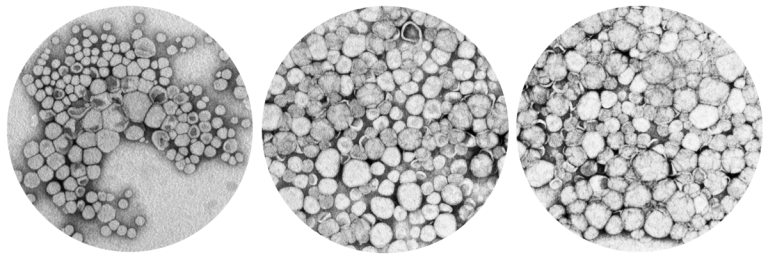 How liposomal supplements work: 3 common misconceptions to avoid