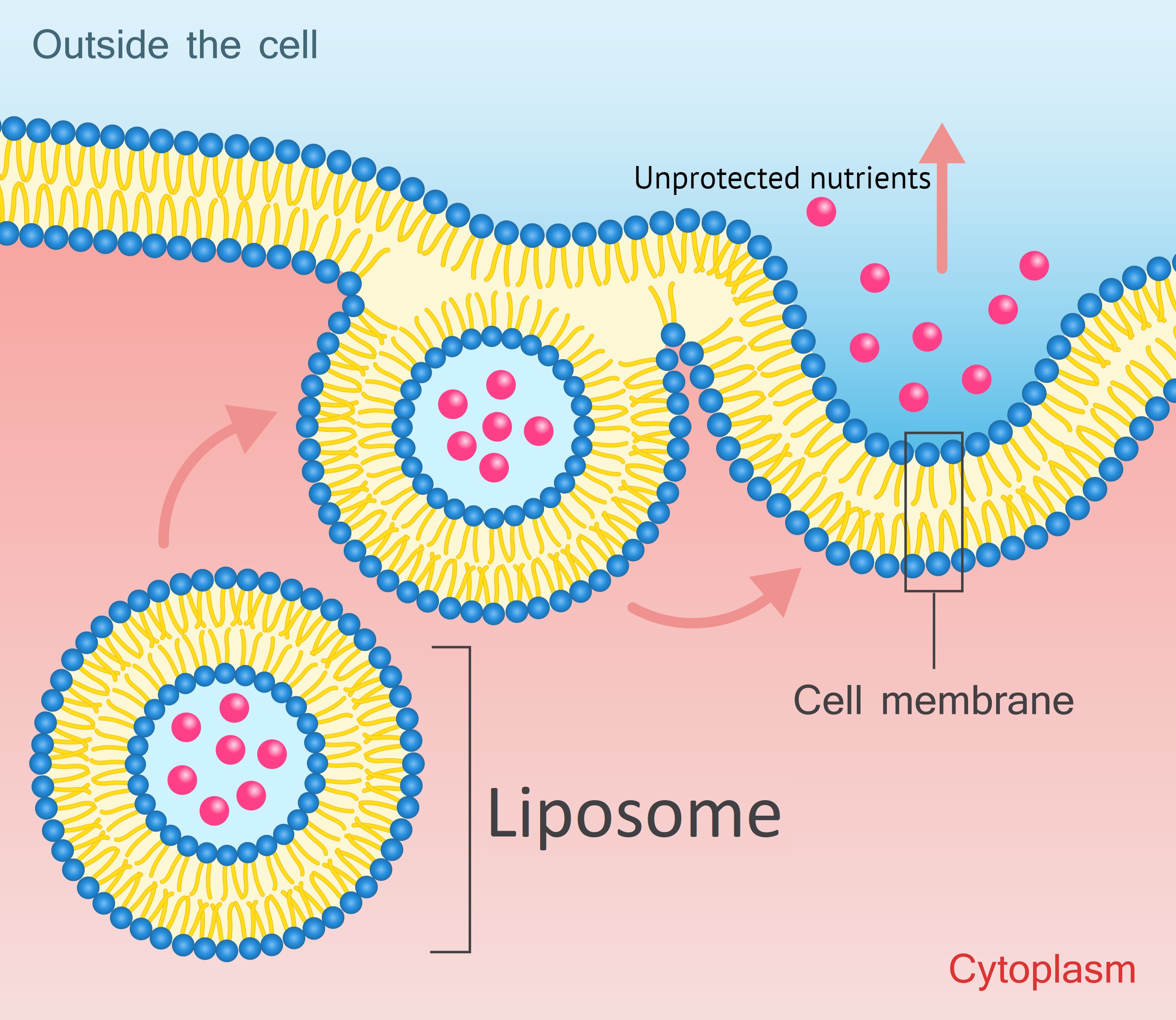 LIPOSOMAL ENCAPSULATION TECHNOLOGY - lipolife