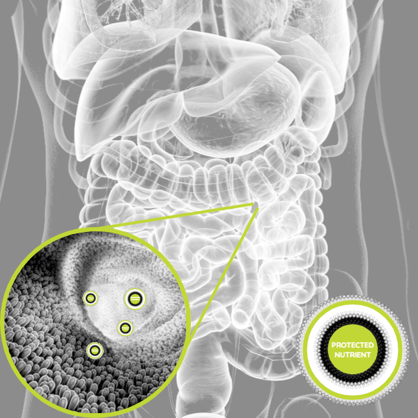 liposomal supplements liposomal supplements